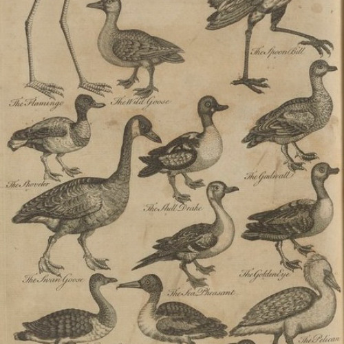 John James ‘Fraudubon’ Part 1