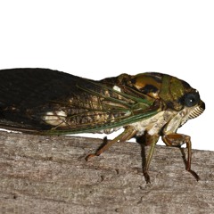 Cicadas: Scissors-Grinder Cicada, Song