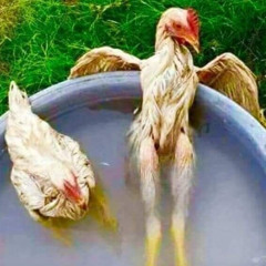 chicken & weed
