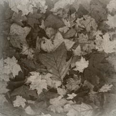Autumn Reflection (no beats)