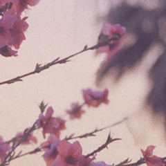 cherry trees