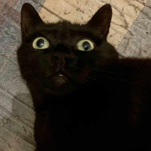 The black cat game (draft)