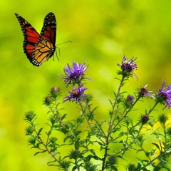 Mysterious Forest Spirits Playlist