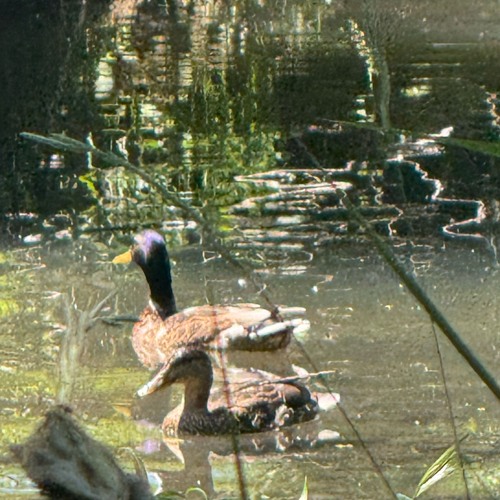 feeling sad next to pond // harmonica series 002
