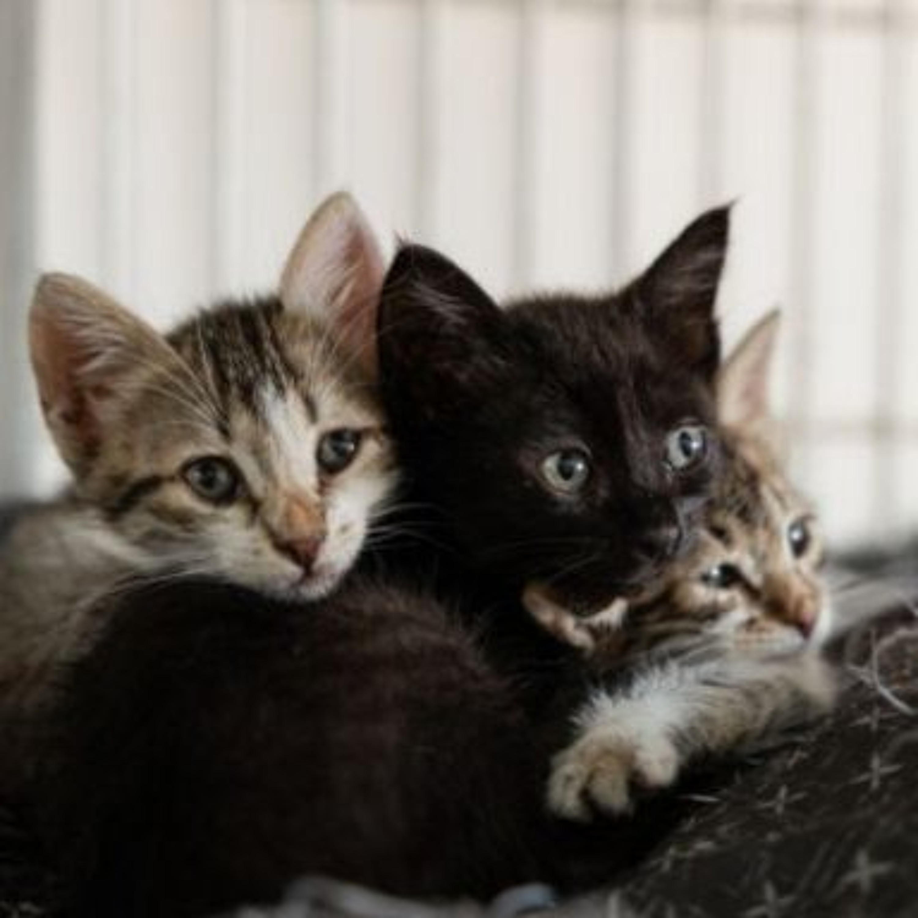 Latest On West Clare Animal Sanctuary Forced To Temporarily Close Following “Highly Contagious” Outbreak