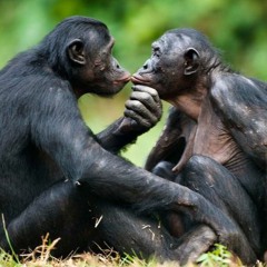 Sk & Tubo  -scimmie- (Testo di Anam Hermit & Sk)