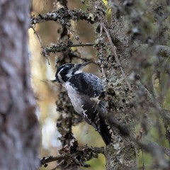 Three-toed and Lesser Spotted Woodpeckers