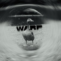 WARP