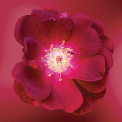 Compassion Meditation