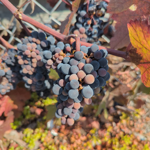 Sherrl (produced by onzeott)