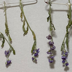 백아 - 첫사랑 (cover)