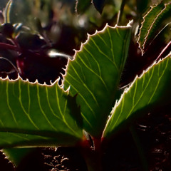 TALKING HANDS 2.0:—An overview of the 14 chapters of the new FLORILEGIUM INTRO [part I & II]