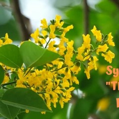 A Mat Ta Ya Thingyan Mashup by Han Lay official