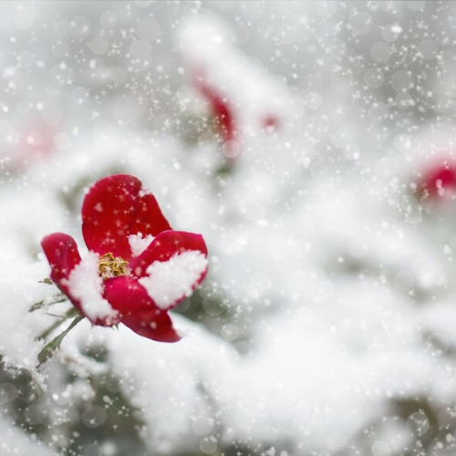 April Snow REF 5-24-25_