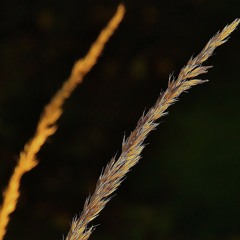 lappstirra 2