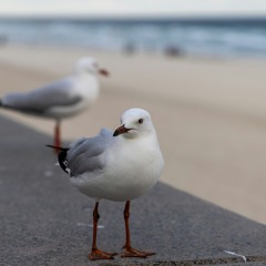 The Rats of the Air