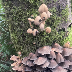 calpico {Kees Remix}