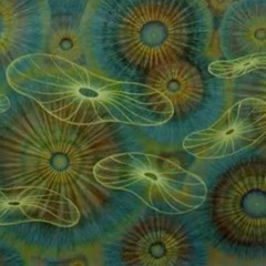 Entering a Parallel Dimension