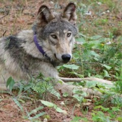 New Breeding Pair of Wolves Confirmed, While Two New Males Wolves Wander into California