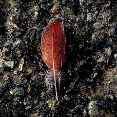 Heart-Mind-Earth Body