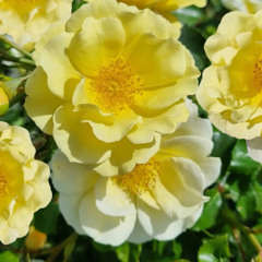 Around 1200 roses make the stand at Chelsea says nursery manager, Ian Limmer
