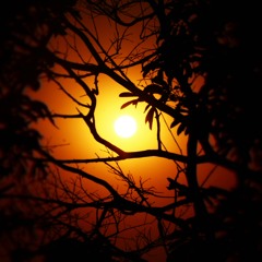 Midnight Sun.