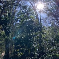 boy in the woods
