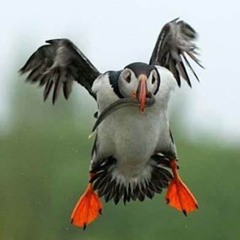 Export23 - 01 - 25 - 02 - 04 (1) majesty in flight  1674641141 2