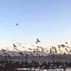 Cranes