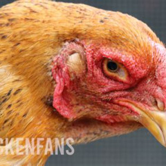 Best Mycoplasma Chicken Eye Infection Treatment Reviews