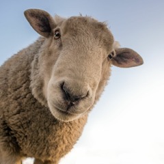 ANY WAY EWE WANNA IT