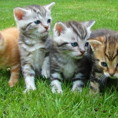 kitties prod rikuda