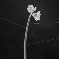 Trentemoller Setlist