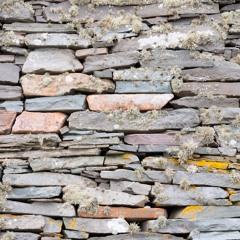 BIRDSea Storm Petrels Calling From Rocks On Mousa Broch PS NONE SonyD100