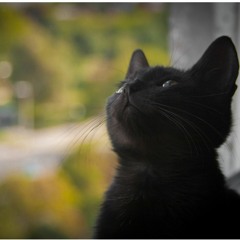 Le Petit Chat Noir
