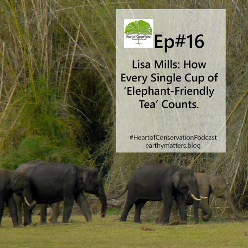 Stream Lisa Mills How Every Single Cup Of Elephant Friendly Tea Counts Ep 16 By Heart Of Conservation Podcast From The Himalaya Listen Online For Free On Soundcloud Stream Lisa Mills How Every Single Cup Of Elephant Friendly Tea Counts Ep 16 By Heart Of Conservation Podcast From The Himalaya Listen Online For Free On Soundcloud