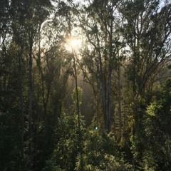 Redwood Drive, Santa Cruz, California, USA