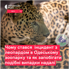 "Концтабір для тварин": якого реформування потребують зоопарки на тлі інциденту з леопардом в Одесі?