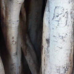 Poivre Noir, Piment Rouge DIM 23 NOV 2025