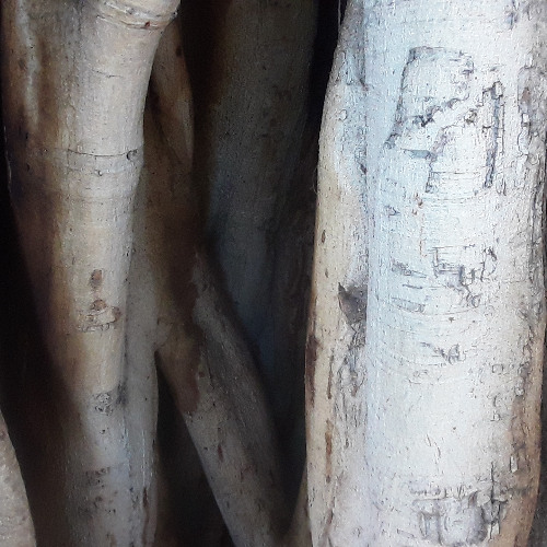 Poivre Noir, Piment Rouge DIM 23 NOV 2025