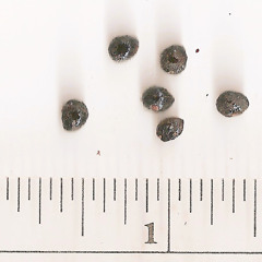 Episode 78: Let's Talk Seeds