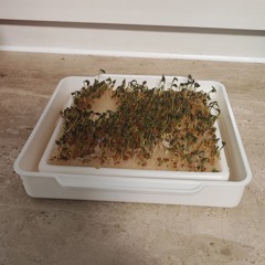 Nur die harten kommen in den Garten