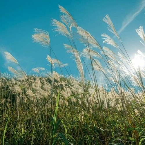 Hoa Cỏ Lau- PHONG MAX audio