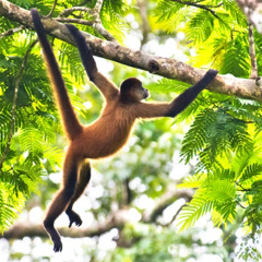 Monke