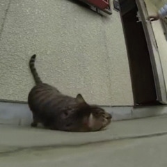 Татьяна Картункова Ромашка-Василек (brazil remix)