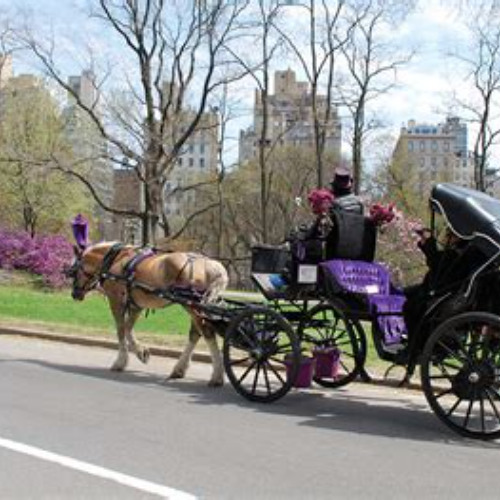 Review Special Price Nyc Central Park Horse Carriage Ride (Up To 4 Adults)