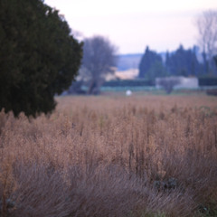 3 Brothers Innocence