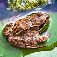 Toads Frogs - Birds - Water - Field Recording - Nature