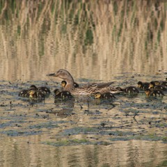 Industy - demo 1 off new EP