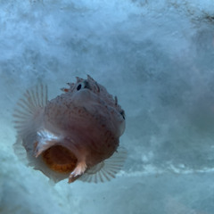 NTO - Alter Ego (Poivre Noir Violin Freestyle)